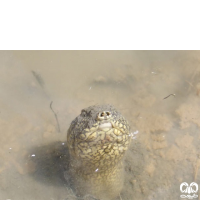 گونه لاکپشت فراتی Mesopotamian Softshell Turtle